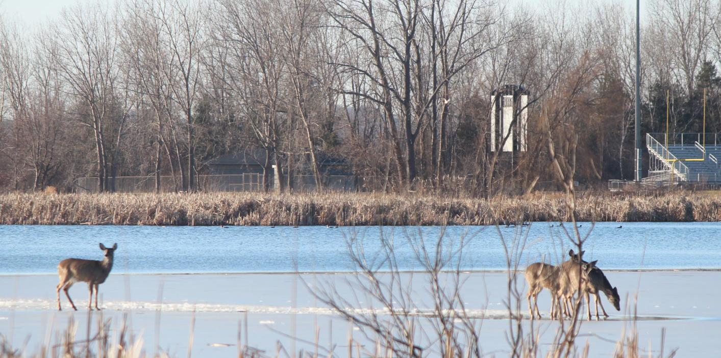 Deer in distress?